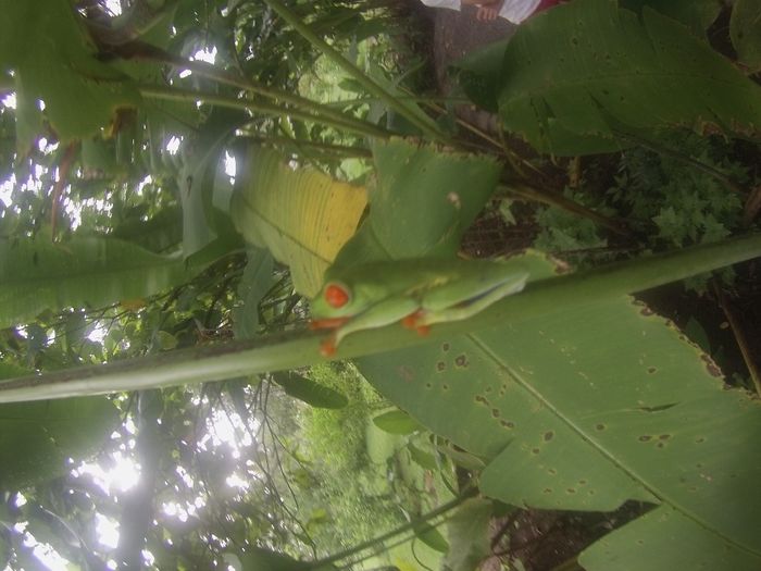 rana verde (Tortuguero)