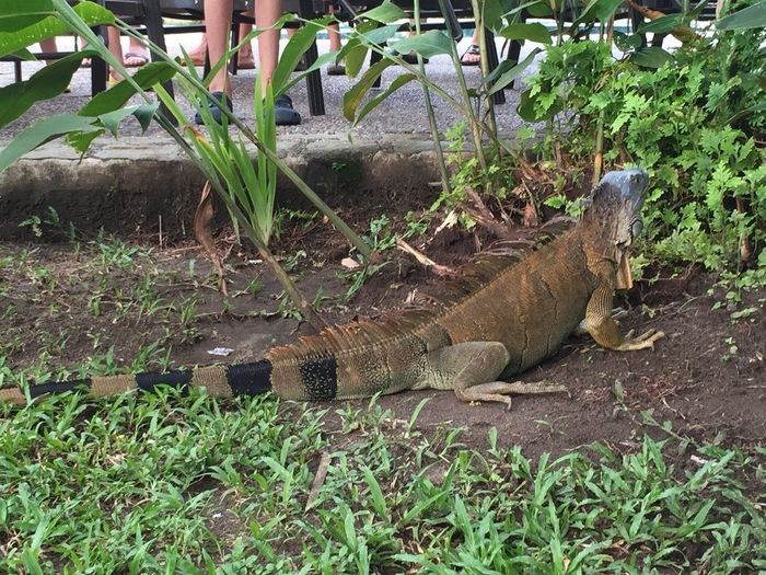 iguana