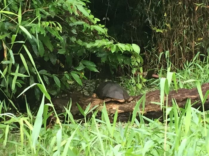 tortuga
