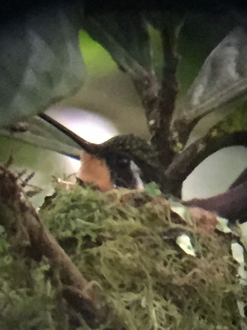 colibrí en su nido