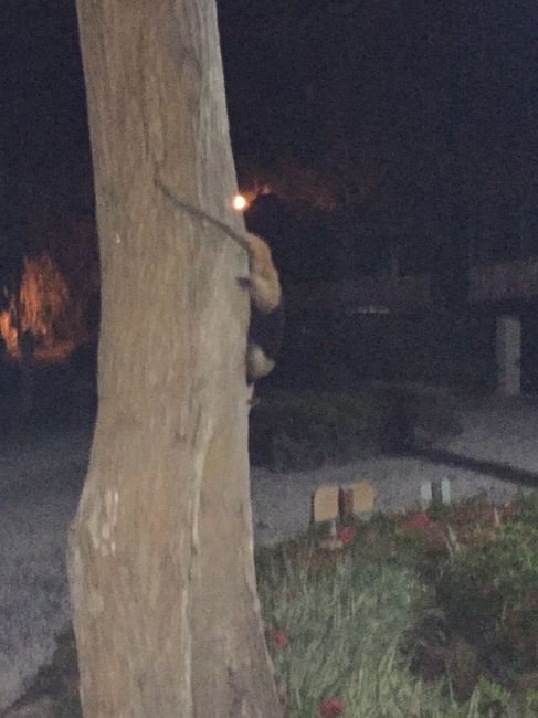 oso hormiguero