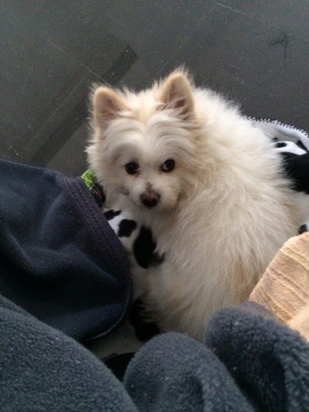 Nuestras mascotas!! - 1