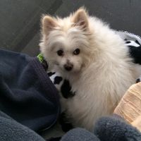 Nuestras mascotas!! - 1