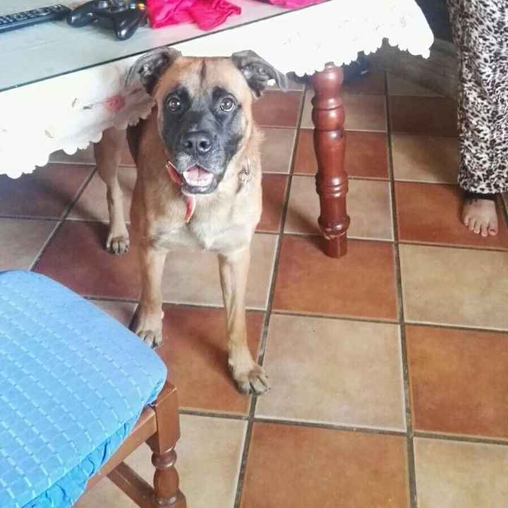 ¿Cómo se llama vuestra mascota? - 2