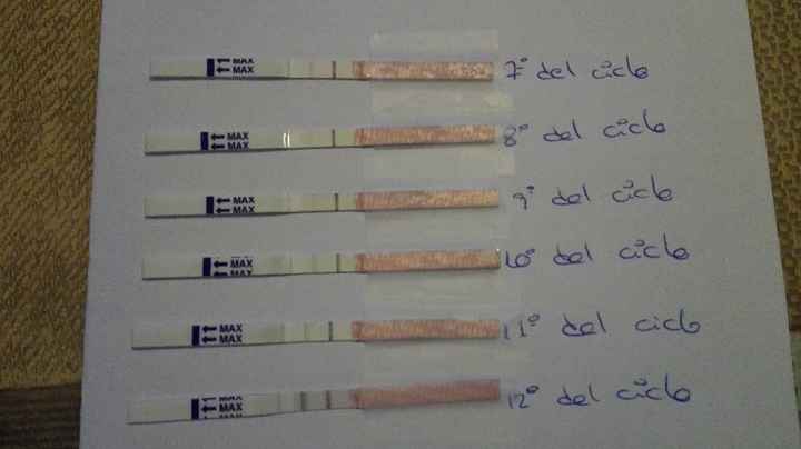 test ovulacion