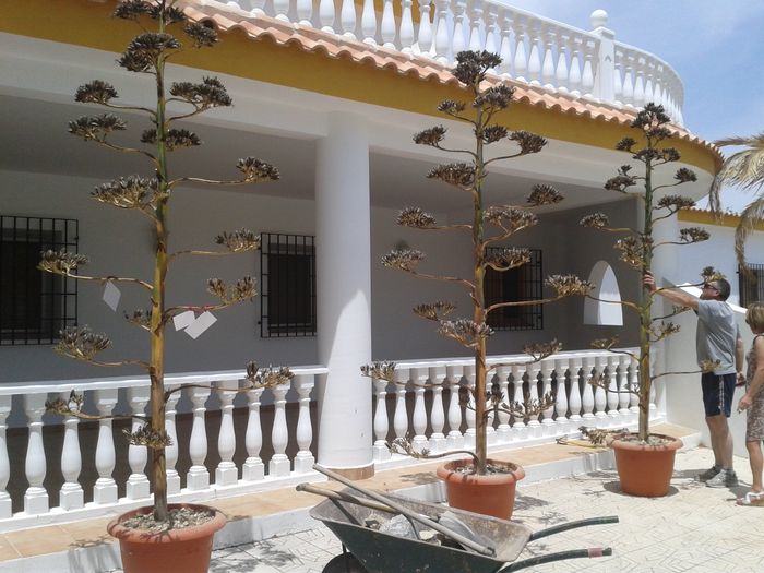 Arbol de los deseos