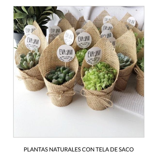 Detalles de plantas para invitados 🌱 5