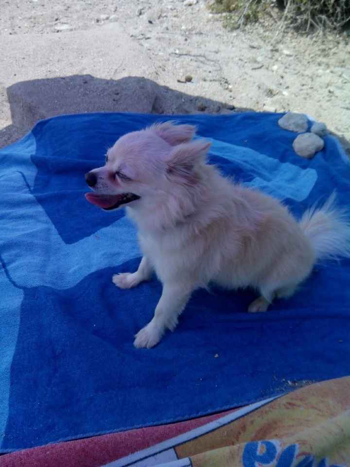 Trajes para perros - 1