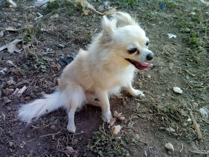 Mis invitaciones perrunas jiji - 1