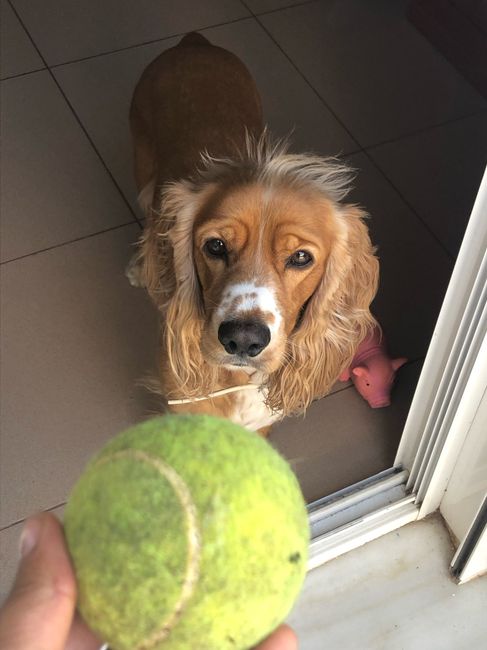 ¿Cómo se llama vuestra mascota? - 2
