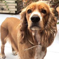 ¿Cómo se llama vuestra mascota? - 1