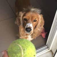 ¿Cómo se llama vuestra mascota? - 2