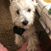 ¿Cómo fue vuestra pedida? - 1