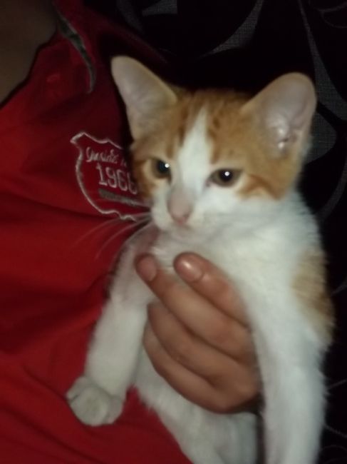 MI bisbi