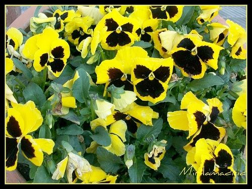 Flor pensamiento