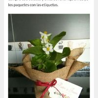 Dar plantitas para las chicas?? - 1