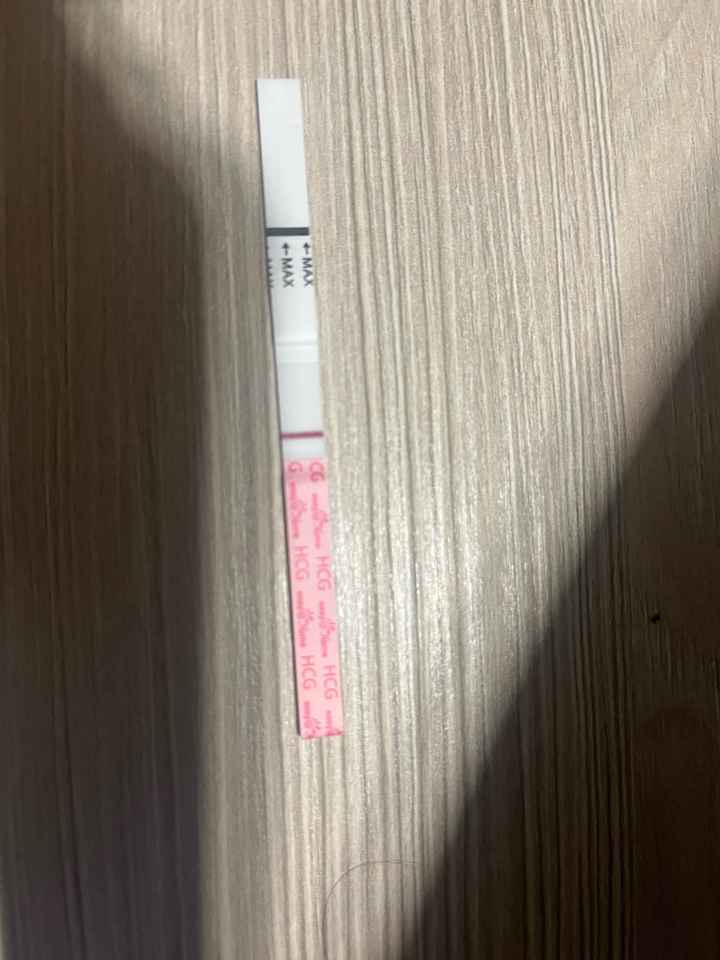 Buscadoras Diciembre 2024 🐣🎄 - 2