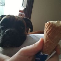 MASCOTA: ¡Expulsa 1 de las 3! - 1