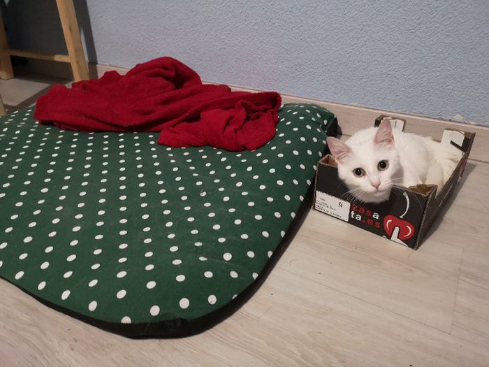 Mi mascota se llama _______ - 1