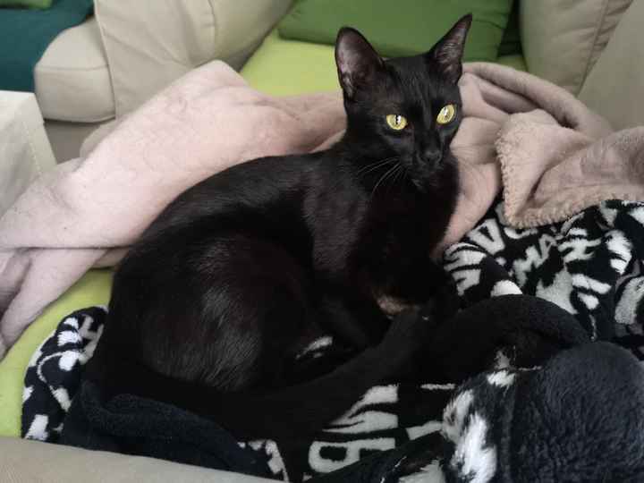 Mi mascota se llama _______ - 2