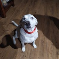 ¿Tenéis mascotas? ¿Os van a acompañar el día B? - 1