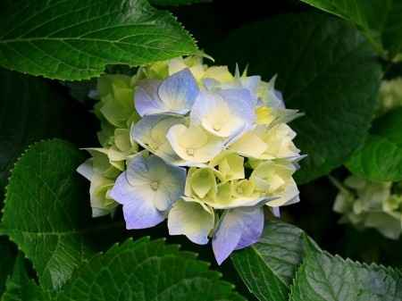 Flores para la iglesia