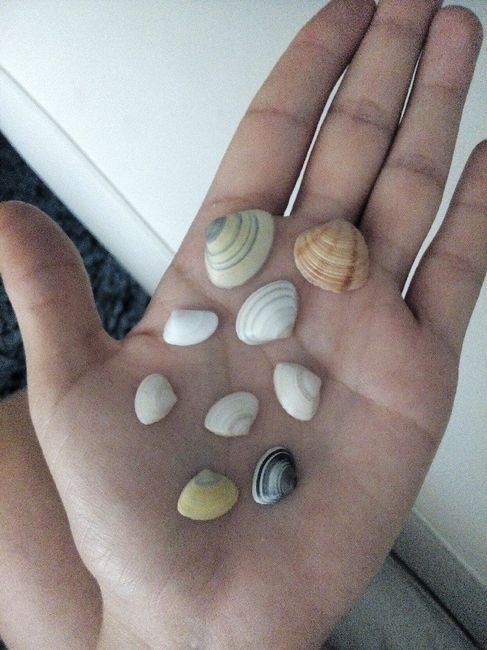 Donde conseguir conchas y estrellas de mar? 1