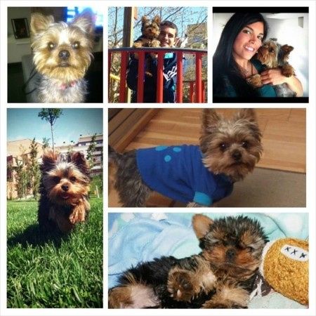 Nuestras mascotas!! - 2