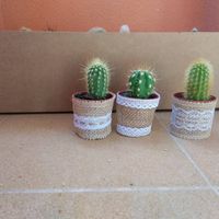 mini cactus