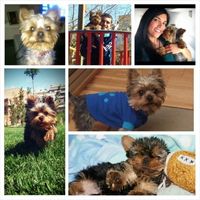 Nuestras mascotas!! - 2