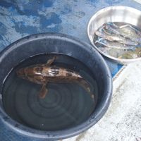 NUESTRO MENÚ DEL BARCO