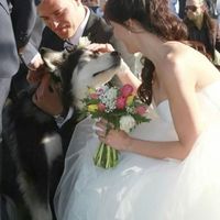 Mascotas en la boda - 1