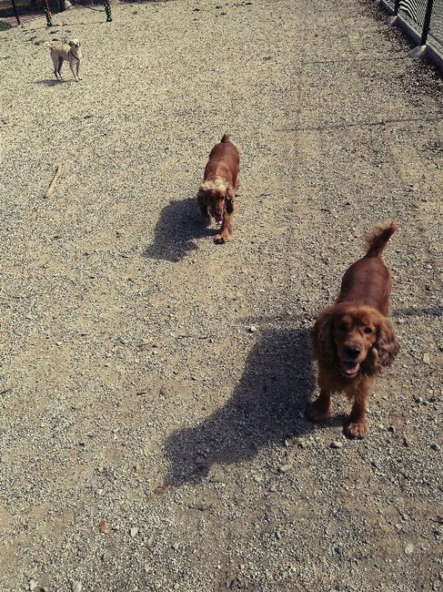 Peludos partícipes. - 1