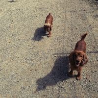 Peludos partícipes. - 1