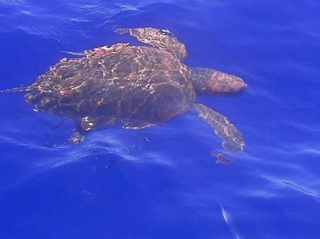 Mi experiencia en la isla de madeira - 11