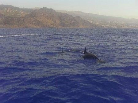 Mi experiencia en la isla de madeira - 12