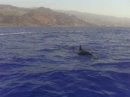 Mi experiencia en la isla de madeira - 12