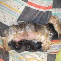 Duna y los bebes