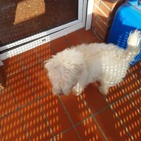 La cuarentena de Laura: ¿Estáis confinados con peluditos? 🐶 - 1