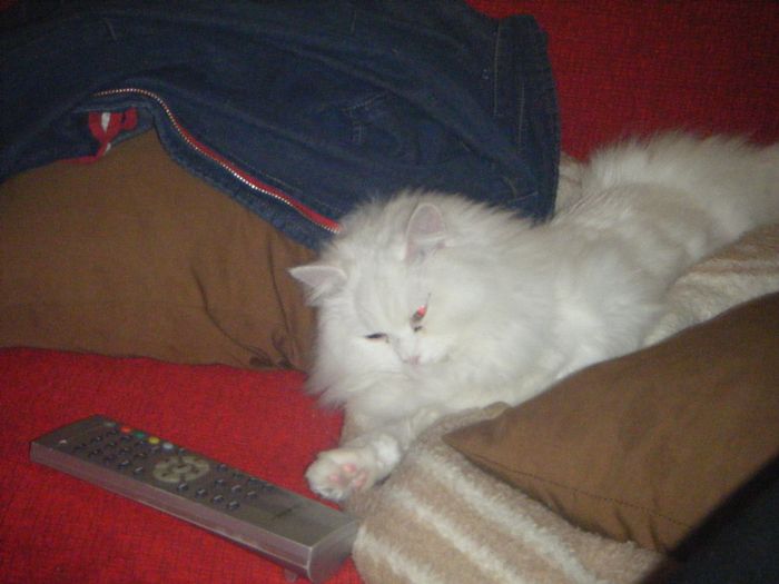 MI GATITA IRIS