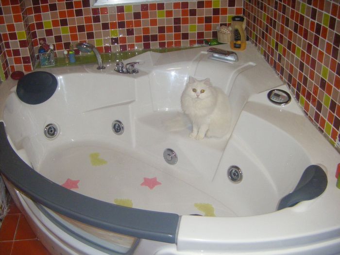 MI GATITA IRIS