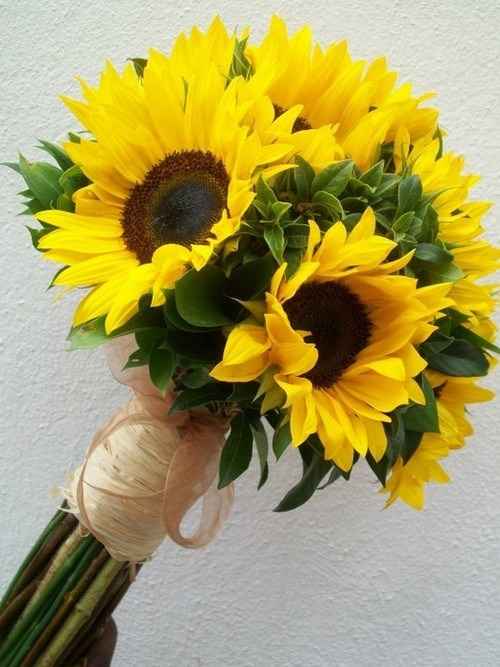 GIRASOLES