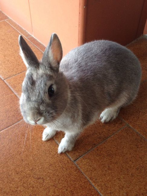 Mascotas en casa: ¿sí o no? - 2