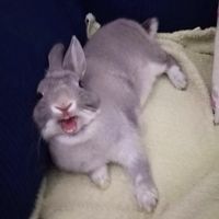 Mascotas en casa: ¿sí o no? - 1
