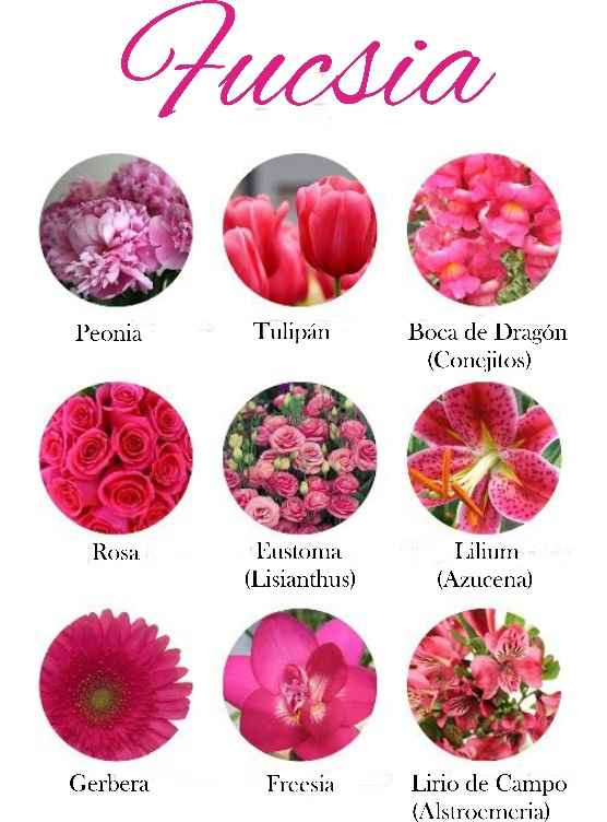 fucsia