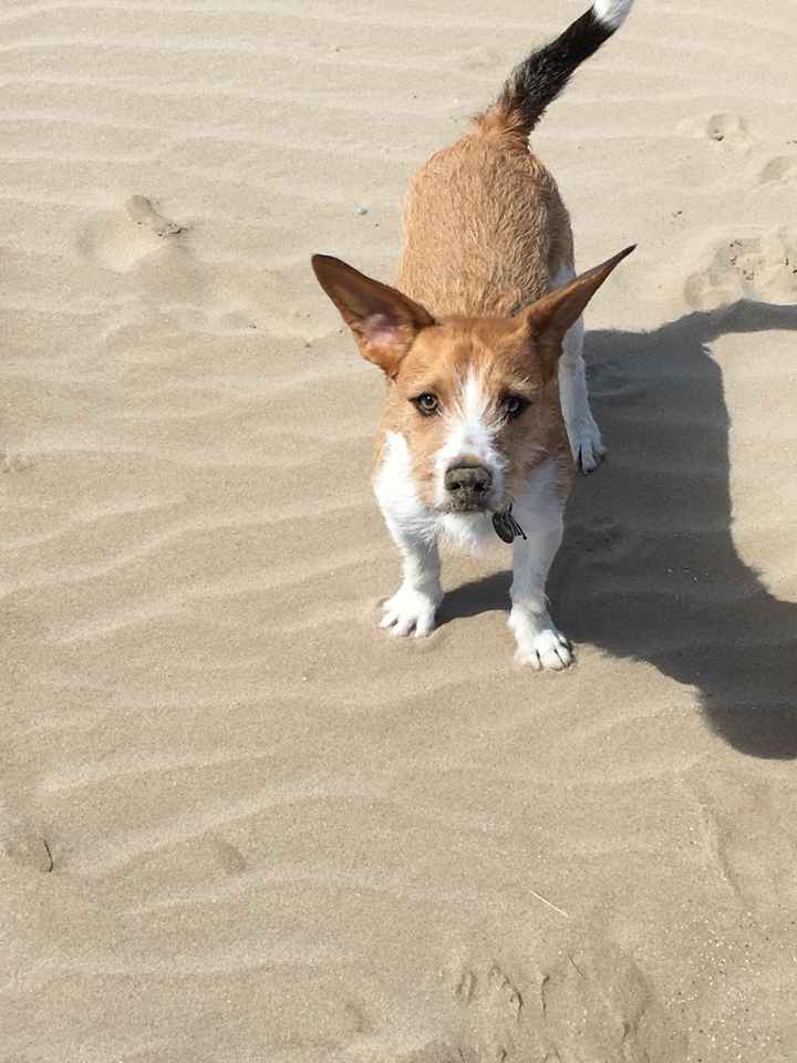 Peludos partícipes. - 1