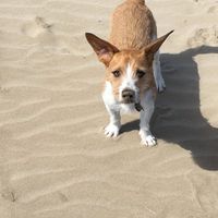 Peludos partícipes. - 1