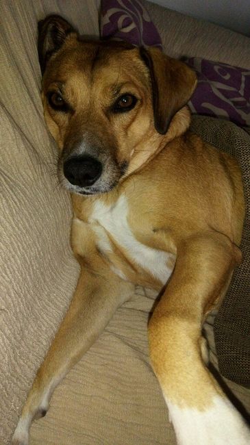 Perrihijos de arras y anillos!!!🐶 - 1
