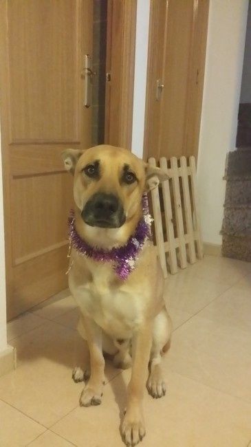 mi freddy navideño