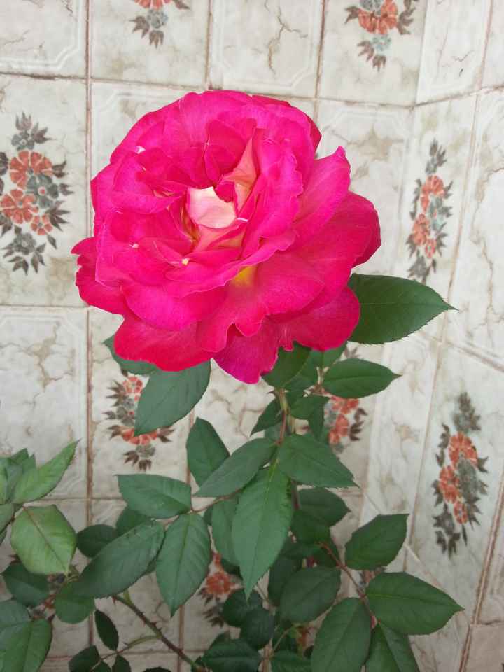 rosita